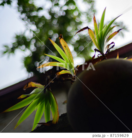 Potted plant low angle view in the home garden. Potted plant low angle view in the home garden. 87159629