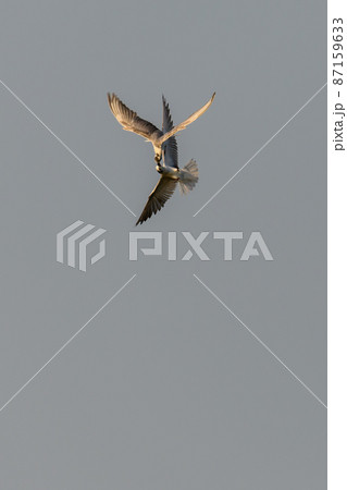 Two Whiskered tern birds fight in the mid-air, settling a dispute over a fish. fast-action photograph. Two Whiskered tern birds fight in the mid-air, settling a dispute over a fish. fast-action photograph. 87159633