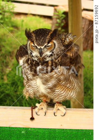 体をバサバサをふるわせるアメリカワシミミズク 87159692