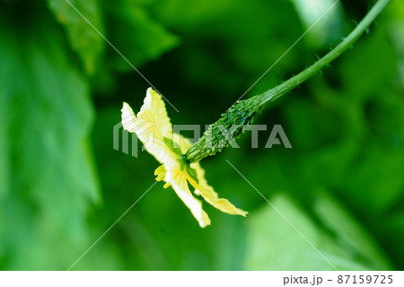 ゴーヤの花 ゴーヤの花 87159725