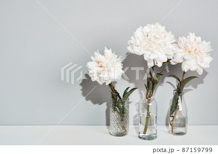 Elegant white peonies flowers arrangement on table wall background, trendy shadows Elegant white peonies flowers arrangement on table wall background, trendy shadows 87159799