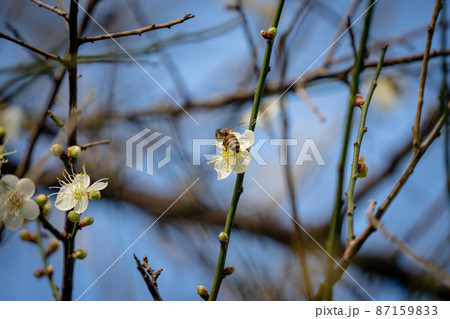 White plum blossoms in full bloom, attracting bees for nectar. White plum blossoms in full bloom, attracting bees for nectar. 87159833