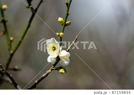 Close-up white plum blossoms in full bloom. 87159834