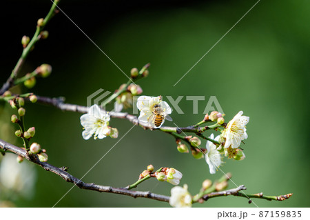 White plum blossoms in full bloom, attracting bees for nectar. White plum blossoms in full bloom, attracting bees for nectar. 87159835