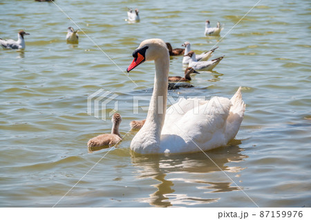 A female mute swan, Cygnus olor, swimming on a lake with its new born baby cygnets. Mute swan protects its small offspring. Gray, fluffy new born baby cygnets. 87159976