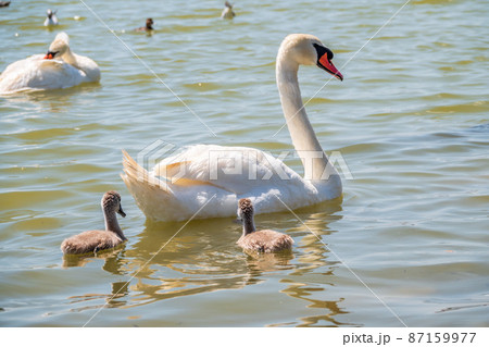 A female mute swan, Cygnus olor, swimming on a lake with its new born baby cygnets. Mute swan protects its small offspring. Gray, fluffy new born baby cygnets. 87159977