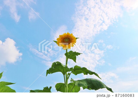夏空にのびのびと高く育つひまわりの花 風景 夏空にのびのびと高く育つひまわりの花 風景 87160083