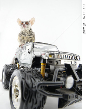 車に乗るショウガラゴ 87160463