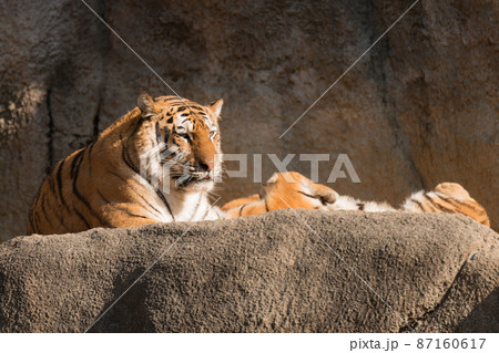 仰向けで寝る子とアムールトラの母 87160617