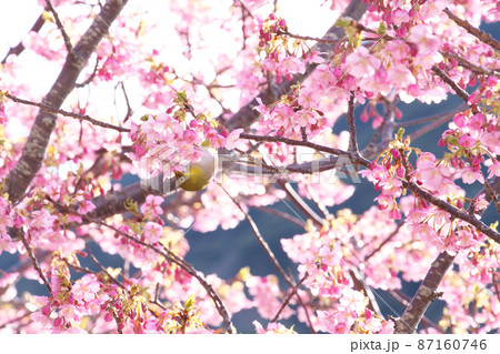 河津桜とメジロ 87160746
