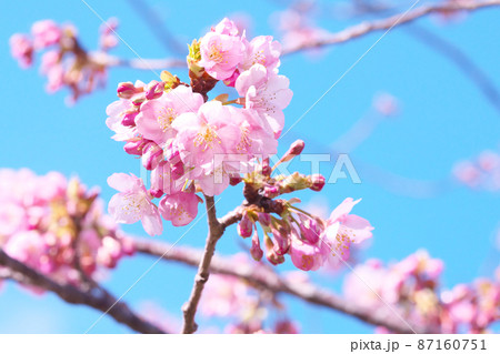 河津桜 河津桜 87160751