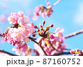 河津桜 87160752