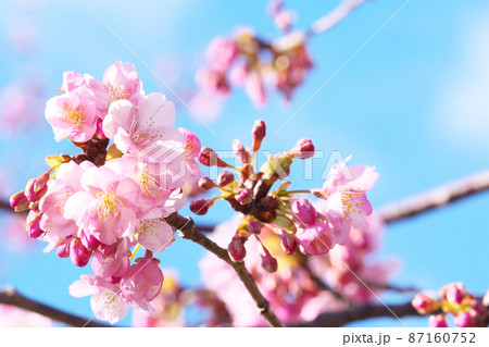 河津桜 87160752