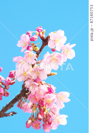 河津桜 87160753