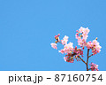 河津桜 87160754