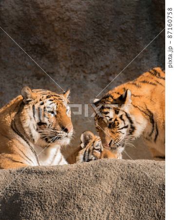 母に近づくアムールトラの子 87160758