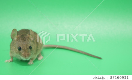 様々な菌を保菌するネズミ 87160931