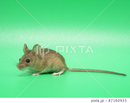 家に出没するハツカネズミの成獣 87160935