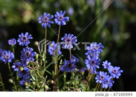 清々しい青色の花のフェリシアが庭で咲いているところの写真素材