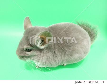 毛並みが美しいチンチラ 87161001