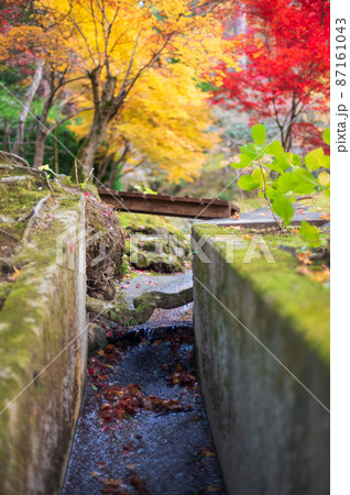 美しい紅葉のグラデーションと苔に覆われた水路|人工物と自然の調和 美しい紅葉のグラデーションと苔に覆われた水路|人工物と自然の調和 87161043