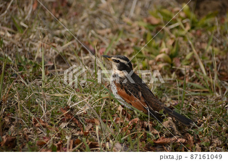 ツグミ・鶇 87161049