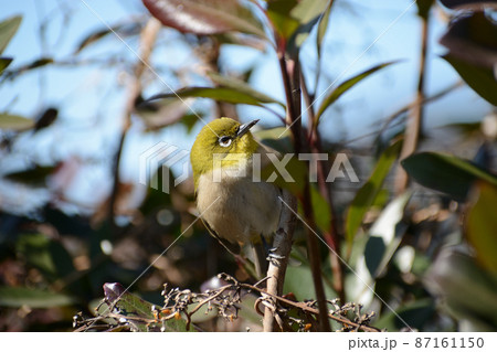 メジロ・目白 87161150