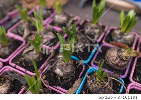 Bulbs and fresh sprouts of hyacinth flowers in pots in flower shop, springtime 87161181