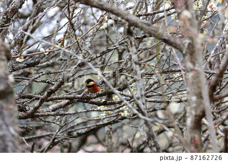 南楽園の野鳥 87162726