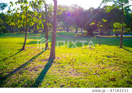 Sunset in city green park with tree nature landscape Sunset in city green park with tree nature landscape 87163231