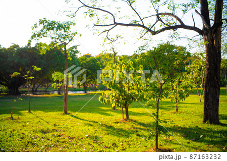 Sunset in city green park with tree nature landscape Sunset in city green park with tree nature landscape 87163232