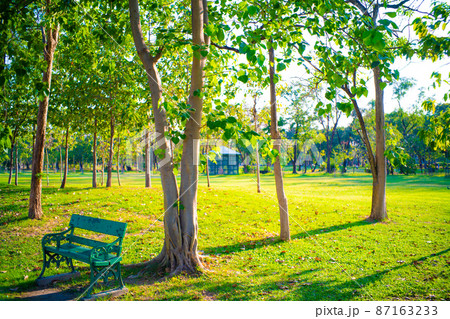 Sunset in city green park with tree nature landscape Sunset in city green park with tree nature landscape 87163233