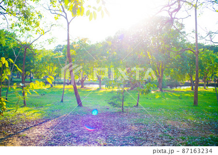 Sunset in city green park with tree nature landscape 87163234