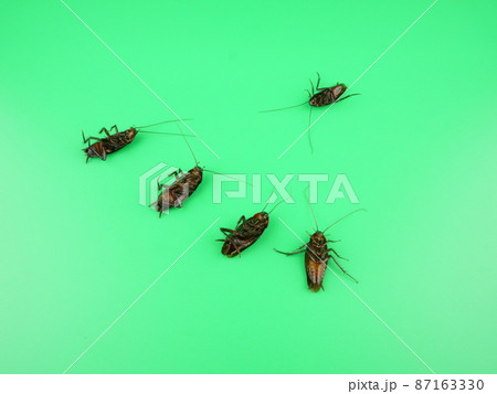 死んだゴキブリを食べて仲間も道連れに 87163330