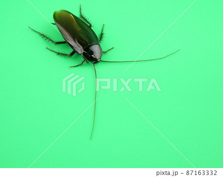 画面上から現れたゴキブリ 87163332