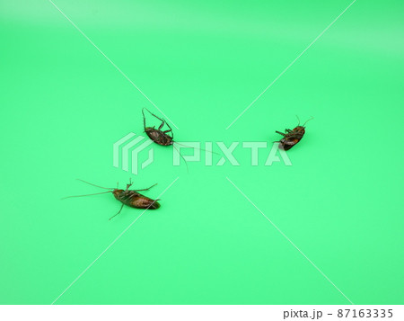 ひっくり返った複数のゴキブリ 87163335