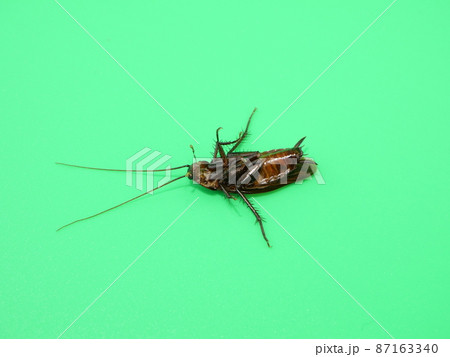 クロゴキブリの成虫の死体 87163340