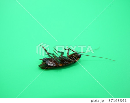 家の中に出没する黒い害虫の死体 家の中に出没する黒い害虫の死体 87163341