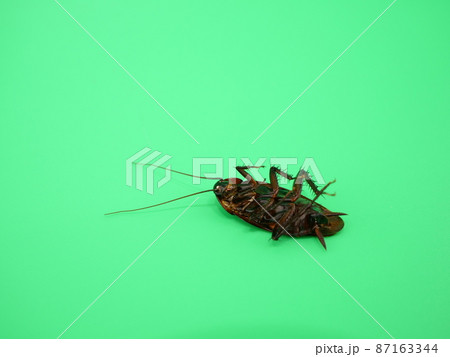 殺虫スプレー、使用後 87163344