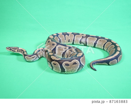 おとなのボールパイソンの全体写真 おとなのボールパイソンの全体写真 87163883