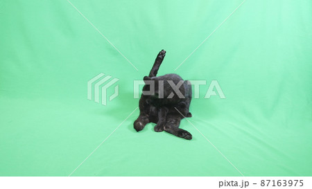 毛づくろいをしている黒い猫 毛づくろいをしている黒い猫 87163975