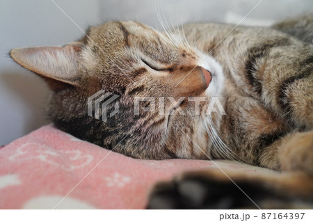 眠るキジトラ 眠るキジトラ 87164397