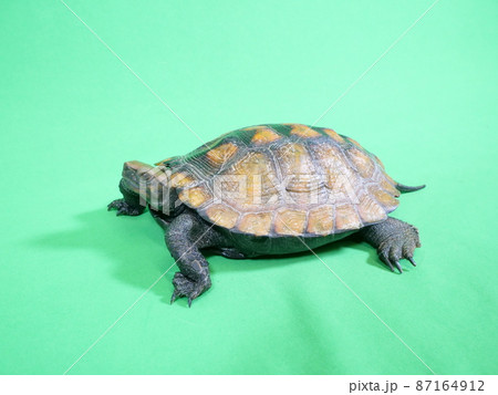 日光浴をしているときのイシガメ 87164912