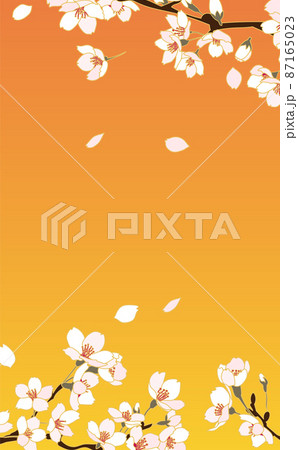 花びら散る花満開の桜の枝々ズームアップ3 87165023