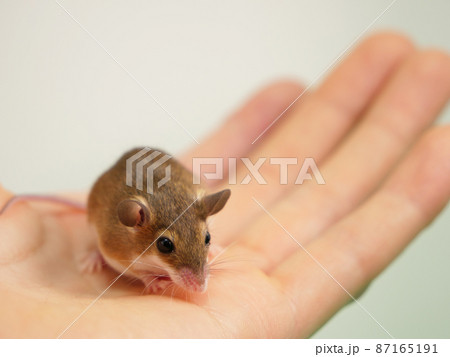 手にのっているアフリカチビネズミ 87165191