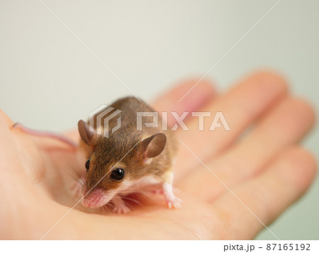 手の上のアフリカチビネズミ 87165192