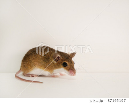 アフリカンピグミーマウスの成体 87165197