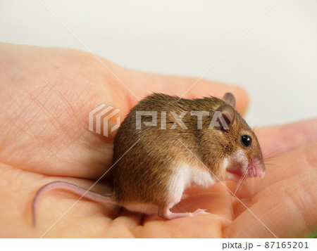 花ネズミ 小さいネズミ 野生 花に囲まれた花畑に茶色のネズミが座っている