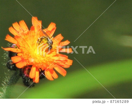 花に来るミツバチ 87165289