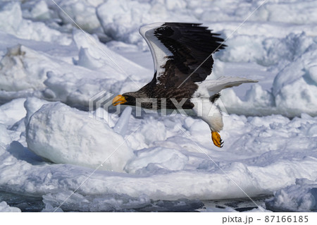 流氷の上を飛ぶオオワシ 87166185